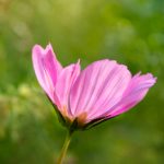 汤姆叔叔的小屋作者:哈里特·比彻·斯托的生平与创作影响 eodjpb