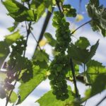 汤头条是否已无法正常使用?用户反馈与解决方案 i7hh9r22